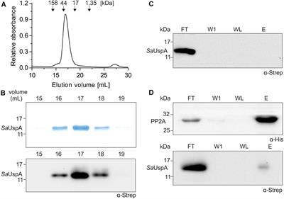 SaUspA, the Universal <mark class="highlighted">Stress Protein</mark> of Sulfolobus acidocaldarius Stimulates the Activity of the PP2A Phosphatase and Is Involved in Growth at High Salinity